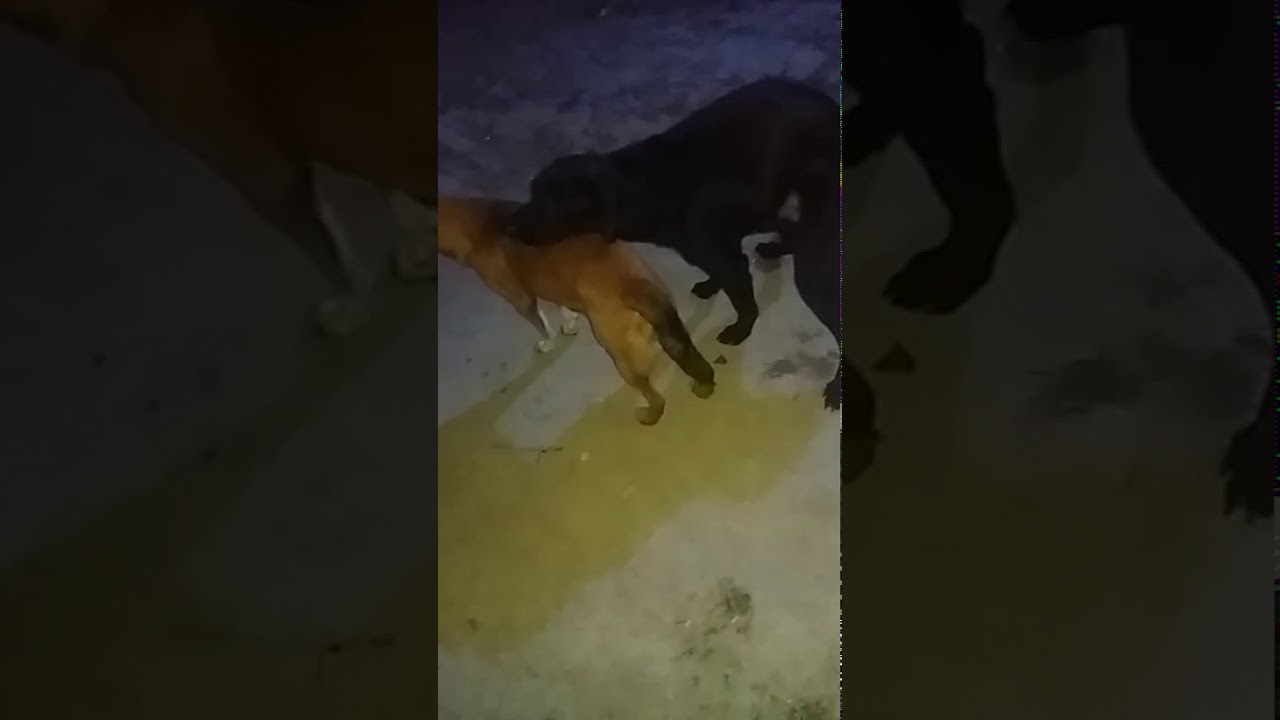 Cachorro Fazendo Sexo. - YouTube