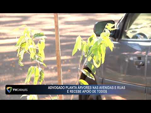 ADVOGADO PLANTA ARVORES NAS AVENIDAS E RUAS E RECEBE APOIO DE TODOS