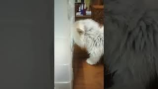 kedatangan kucing lucu part 1