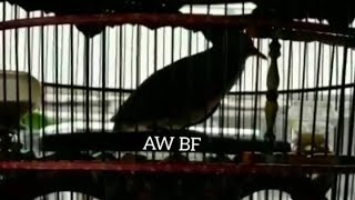 PERKUTUT BANGKOK SUARA LENGKAP RING AW BIRD FARM SURABAYA