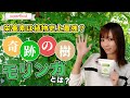 【モリンガ】植物史上最強スーパーフード？天然のアミノ酸・良質なタンパク質「奇跡の樹モリンガとは」【ダイエット】【アンチエイジング】【デトックス】【免疫力】