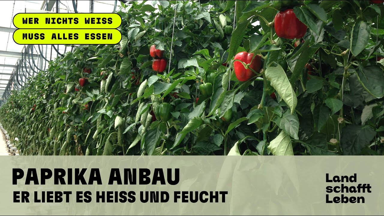Paprika Anbau: Er liebt es heiß und feucht
