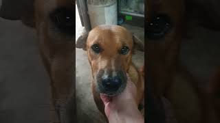 Pla Boo is finally letting Mommy scratch her chin #cleaverdog #funnydog