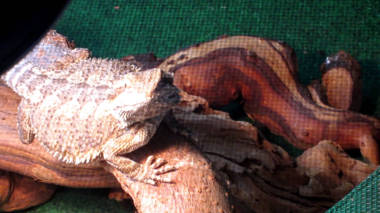 Rocky Waving Bearded Dragon Arm Waves YouTube