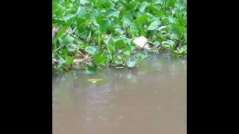 câu cá linh mùa nước nổi - Bình yên vô tận | Miền Tây Vlogs