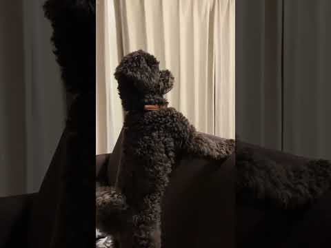 ご飯が待ちきれないトイプードル【黒トイプードル】#shorts