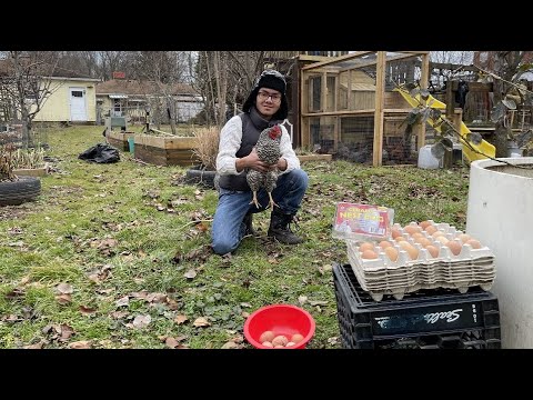 Yay! Our Chickens Start Laying | How To Train Hens To First Lay In Nest Box Using Fake Poultry Eggs
