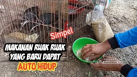 cara memberi makan burung ruak ruak yang baru dapat