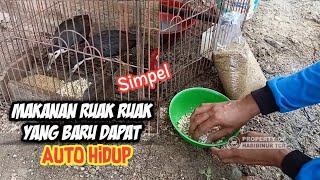 cara memberi makan burung ruak ruak yang baru dapat