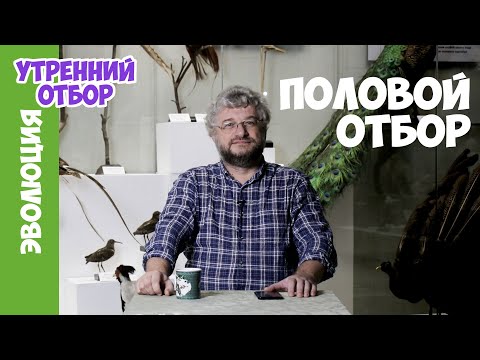 Половой отбор. Александр Рубцов