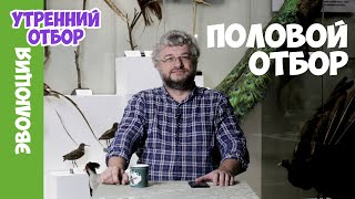 Половой отбор. Александр Рубцов