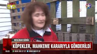 Köpekleri̇ İçi̇n Aymye Başvurdu