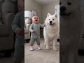 【ほろり】よちよち赤ちゃんが初めて歩けた瞬間、サモエドがずっと傍らで支えていた❤️🐕 #shorts #赤ちゃんのいる生活 #サモエド #赤ちゃんと犬 #犬のいる暮らし