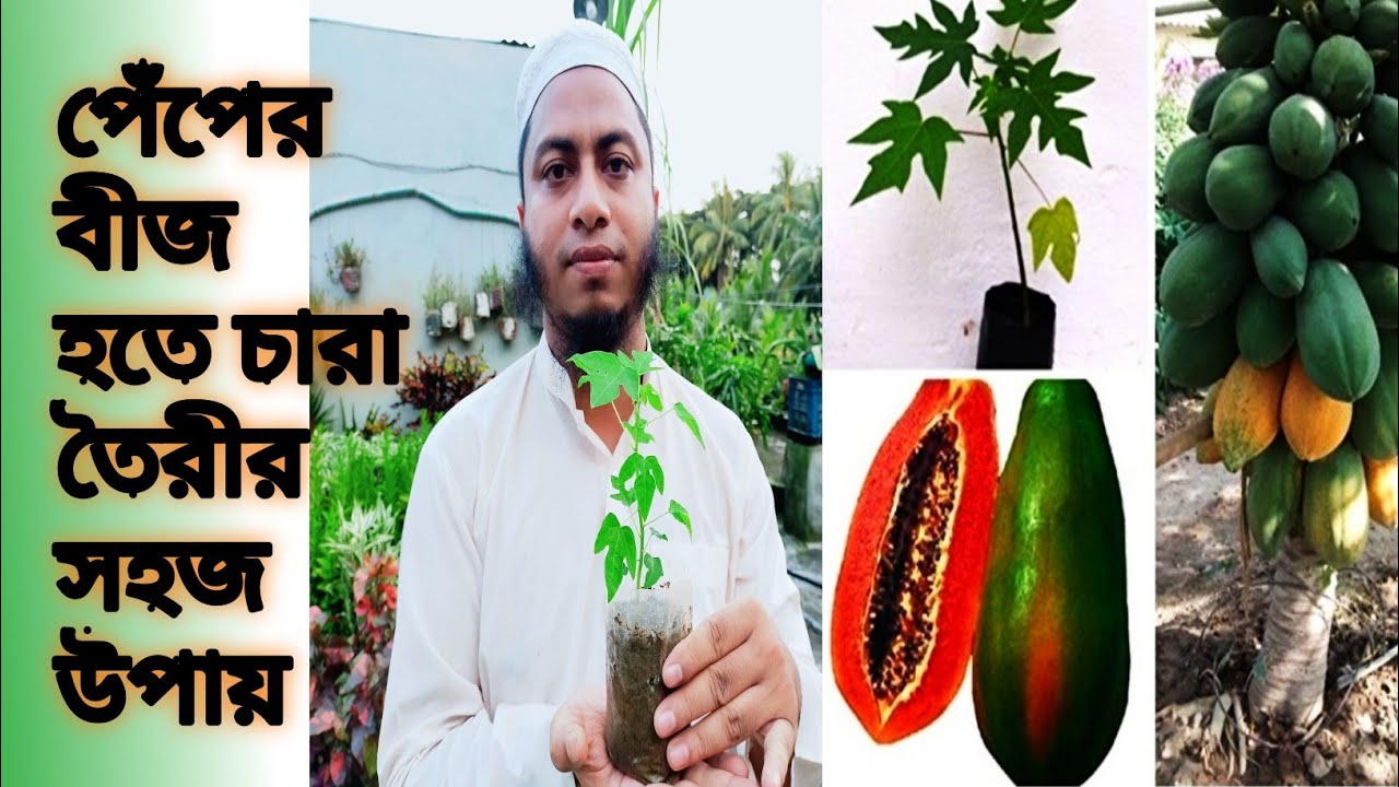 পেঁপের বীজ থেকে চারা তৈরীর সহজ উপায় || An easy way to make seedlings from papaya seeds