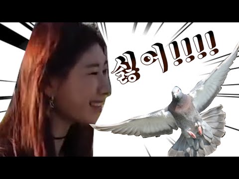 [ITZY](Eng Sub) 새 싫어!!!!