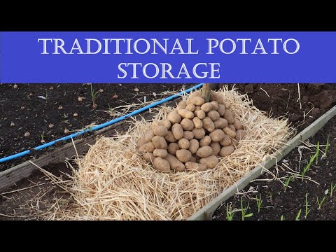 How to store potatoes in an earth clamp (improvised root cellar)