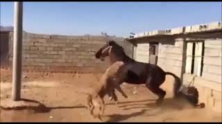 atla kangalköpek dövüşü#kangal köpek ata saldırdı#kangal dog attacked the horse#