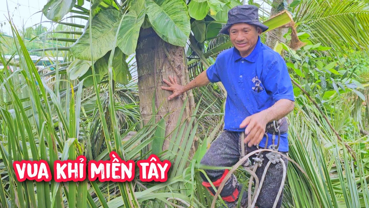 Vua Khỉ cưa cây Dừa khó nghiên qua sân banh.