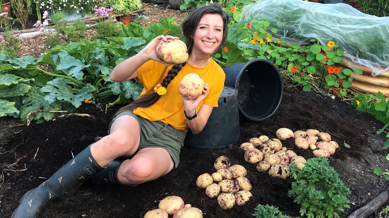 How to grow potatoes in bags