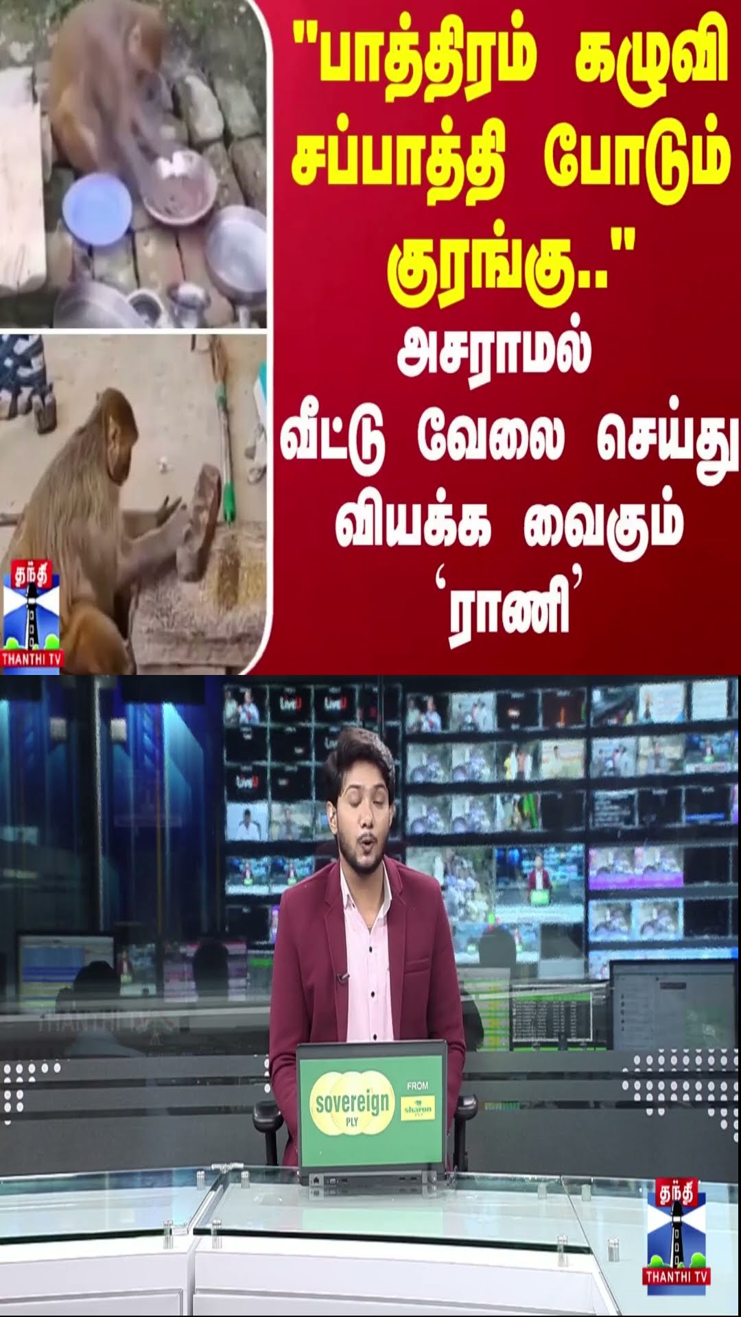 “பாத்திரம் கழுவி சப்பாத்தி போடும் குரங்கு..“  - அசராமல் வீட்டு வேலை செய்து வியக்க வைகும் `ராணி’