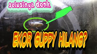 Tolooooong!!! Ekor ikan Guppy ku Hilang