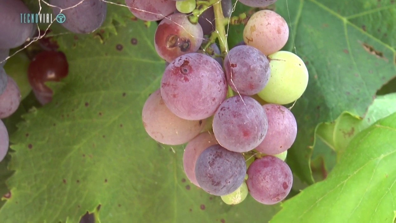 TECNOVIAL N°58 - LOS DESAFÍOS DE LA VITIVINICULTURA