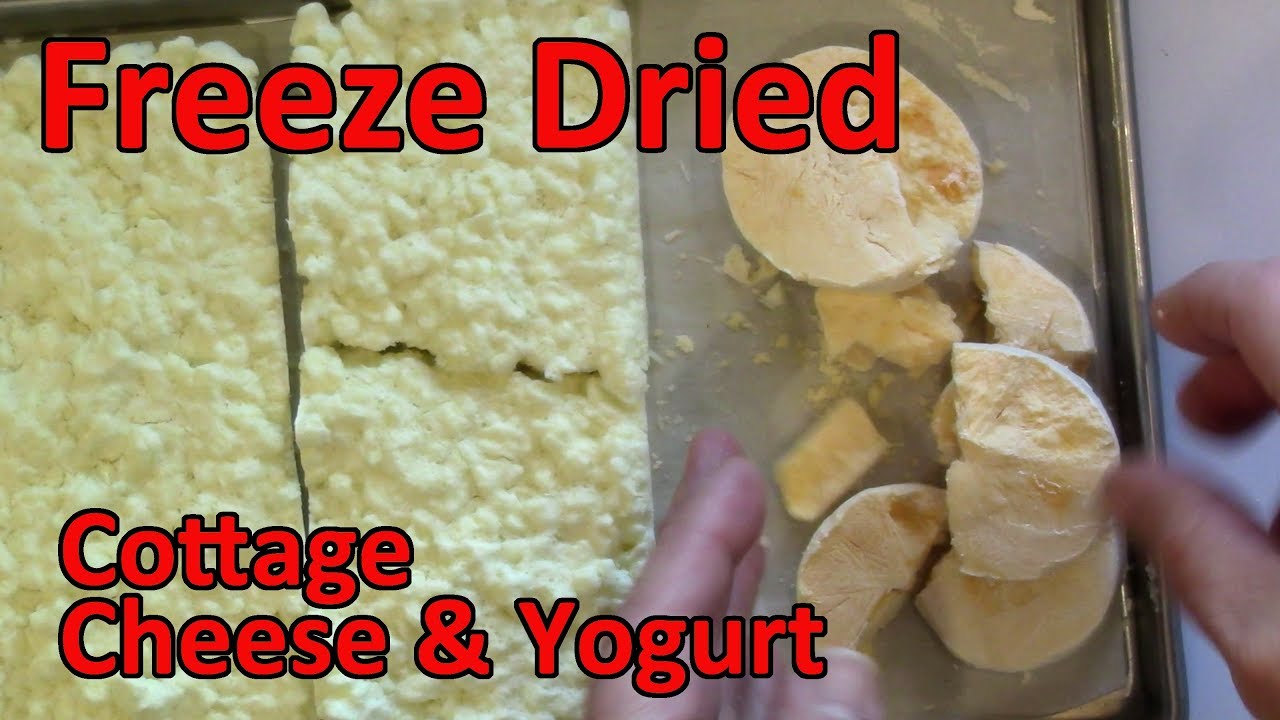 Freeze Drying & Rehydrating Test Yogurt & Cottage Cheese YouTube