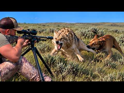 REAL COYOTE ATTACK | HUGE ALPHA MALE FIGHTS OUR DOGS | ACTION-PACKED PREDATOR HUNTING IN 4K