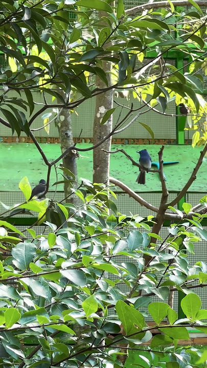 Selendang biru ga cuma bidadari😅#aviarymini #kicaumania