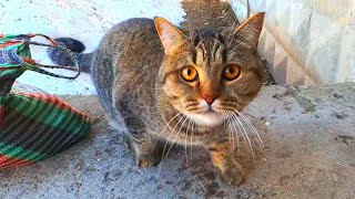 Sharing food with a big tabby Cat on the street by My Little Friend 90 views 4 years ago 2 minutes, 45 seconds