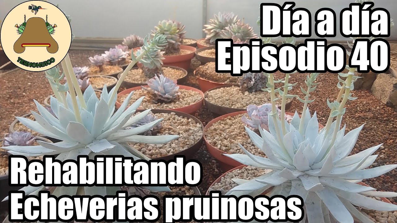 Rehabilitando Echeverias pruinosas. Día a día en un vivero de suculentas. Episodio 40.
