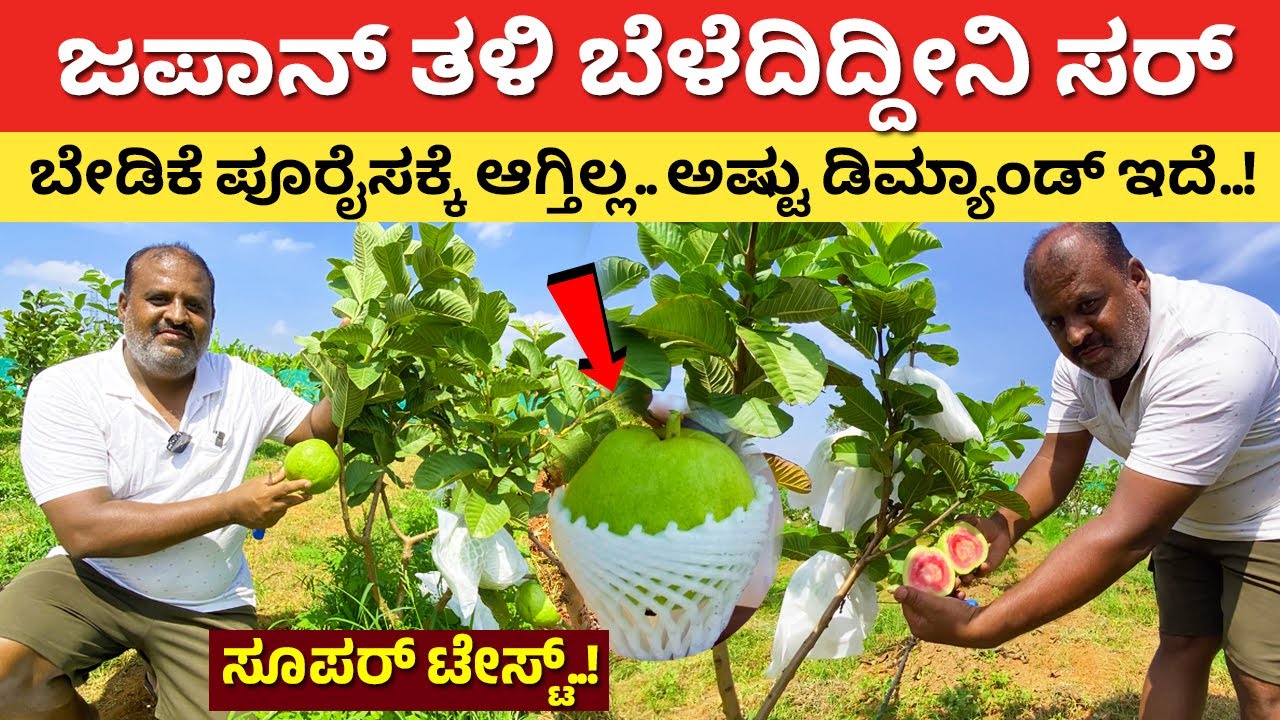 ಬೇಡಿಕೆ ಪೂರೈಸಕ್ಕೆ ಆಗ್ತಿಲ್ಲ | Japanese Red Diamond Guava Krushi | Apple farming in Karnataka 