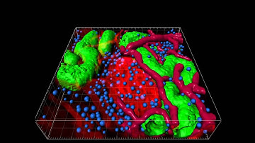 Imaris - Isosurface Rendering & Spots Detection