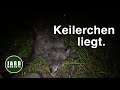 Keilerchen liegt | JagdMomente | FASZINATION SAUEN | #1