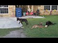 San Antonio's Stray Dog Population Shocks Everyone When They See It!