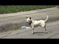San Antonio's Stray Dog Population Shocks Everyone When They See It!