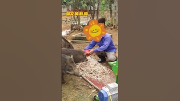 Băm nhỏ thân cây chuối chưa tới 10 giây tiết kiệm thời gian chăn nuôi | Máy băm chuối C600