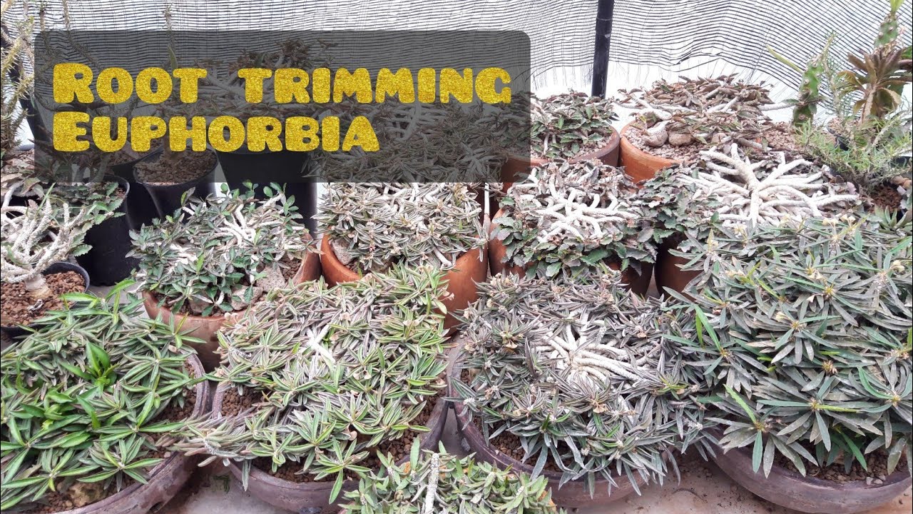 ROOT TRIMMING EUPHORBIA - CACTO#35