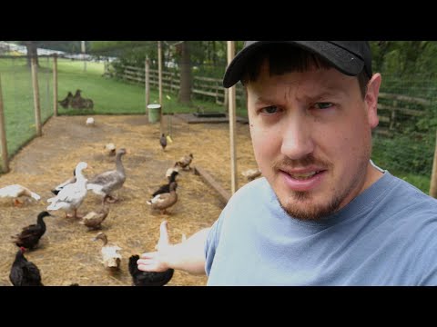Video: Chicken Coop Ideas!!!