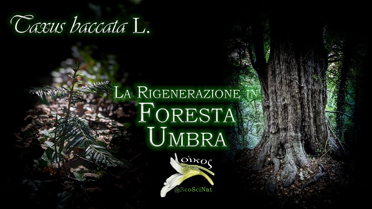 I giganti della Foresta Umbra