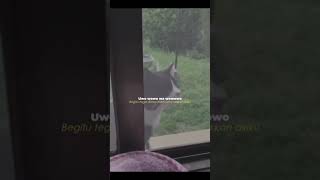 wha wha wha cat original too remix song