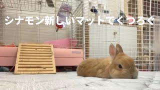 シナモン新しいマットでくつろぐ