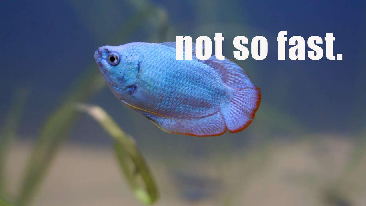8 COMMON nano fish I would NOT recommend to just anyone - YouTube