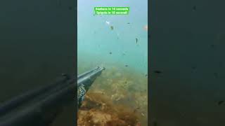Spigola in 10 secondi nel bassofondo#nature #shorts #seabass #spearfishing #seaside #2022