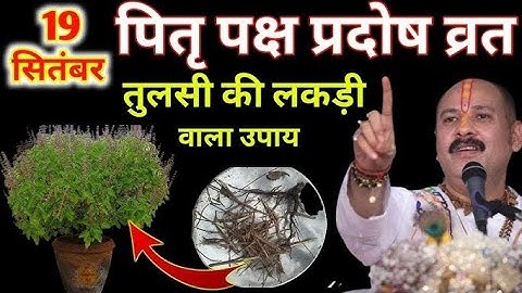 19 सितंबर प्रदोष व्रत के तुलसी की सुखी लकडी वाला उपाय जरूर करें ।।pradeep mishra ji 