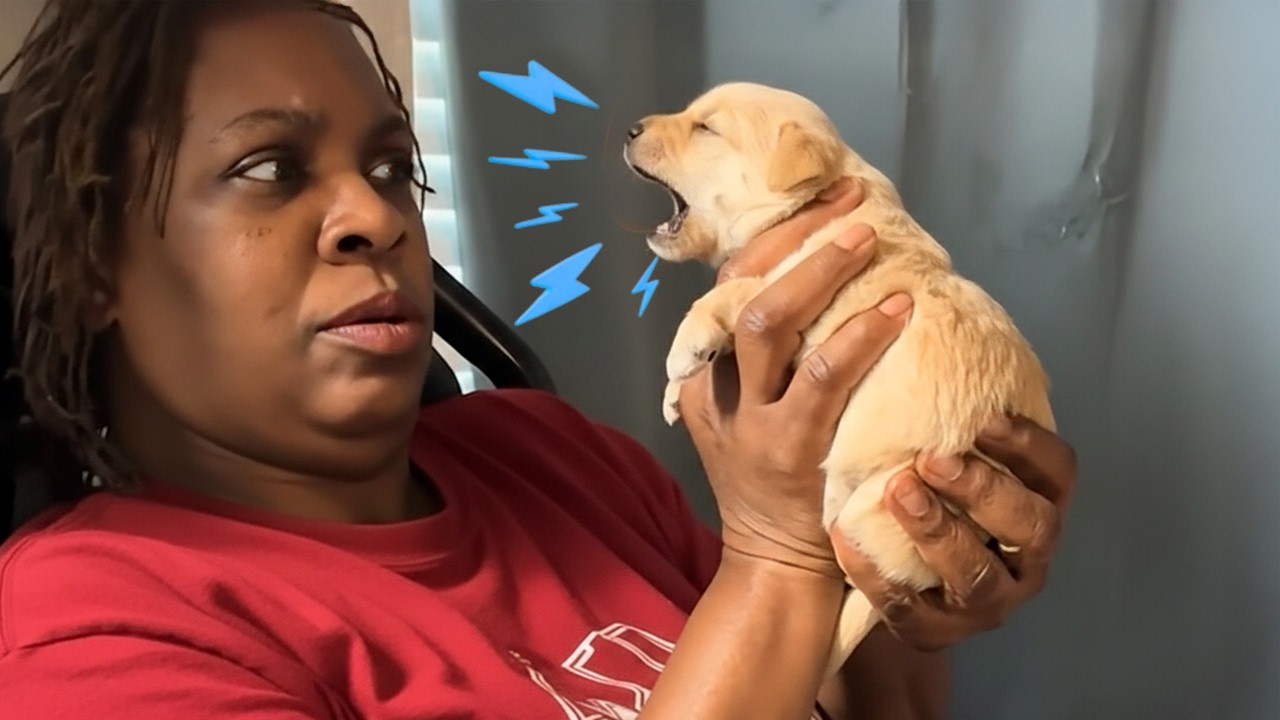 When You Live With a Talkative Dog 🐶 The FUNNIEST Dogs Video