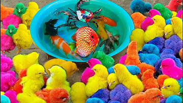 Bắt gà dễ thương, gà cầu vồng, cá cảnh, rùa, cá chép koi, cá bình tích