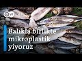 Gıda güvenliği (1): Yediğimiz balıkların yarısında mikroplastik var - DW Türkçe