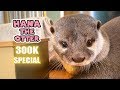 【30万人記念】カワウソコタローとハナ　可愛すぎるハナのベストシーン一挙公開！　300K SUB SPECIAL! Hana the Otter Best Moments