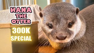 300K SUB SPECIAL! Hana the Otter Best Moments